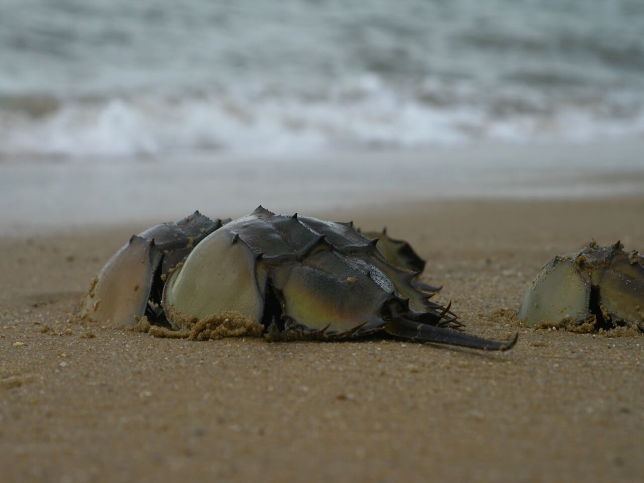 Protection of Horseshoe Crabs